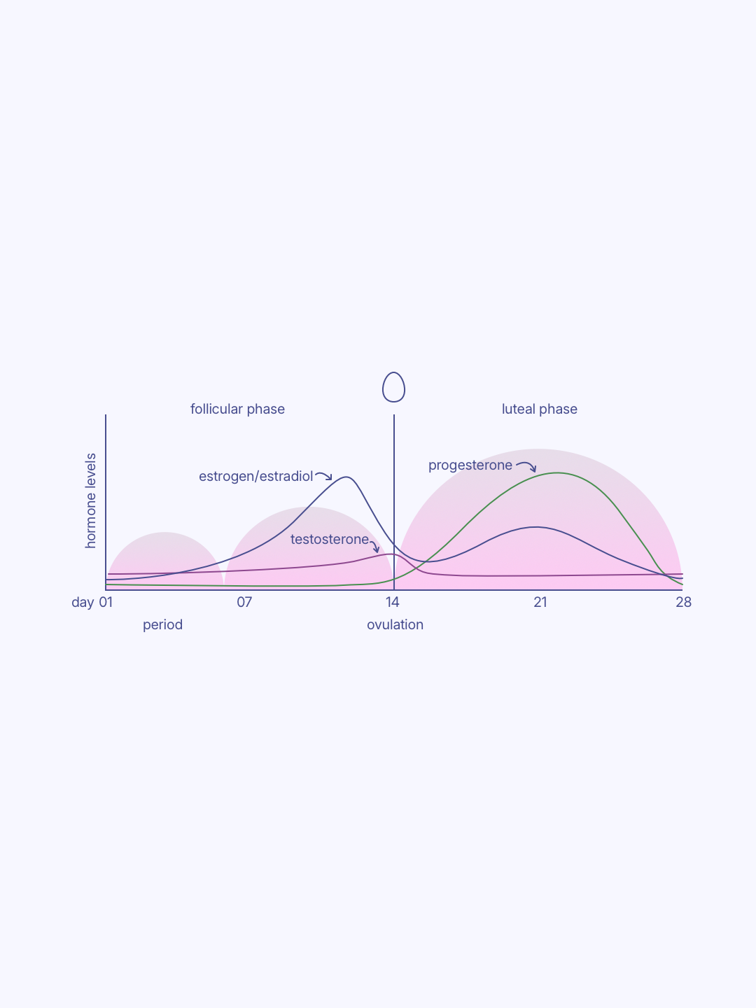 The Infradian Baseline