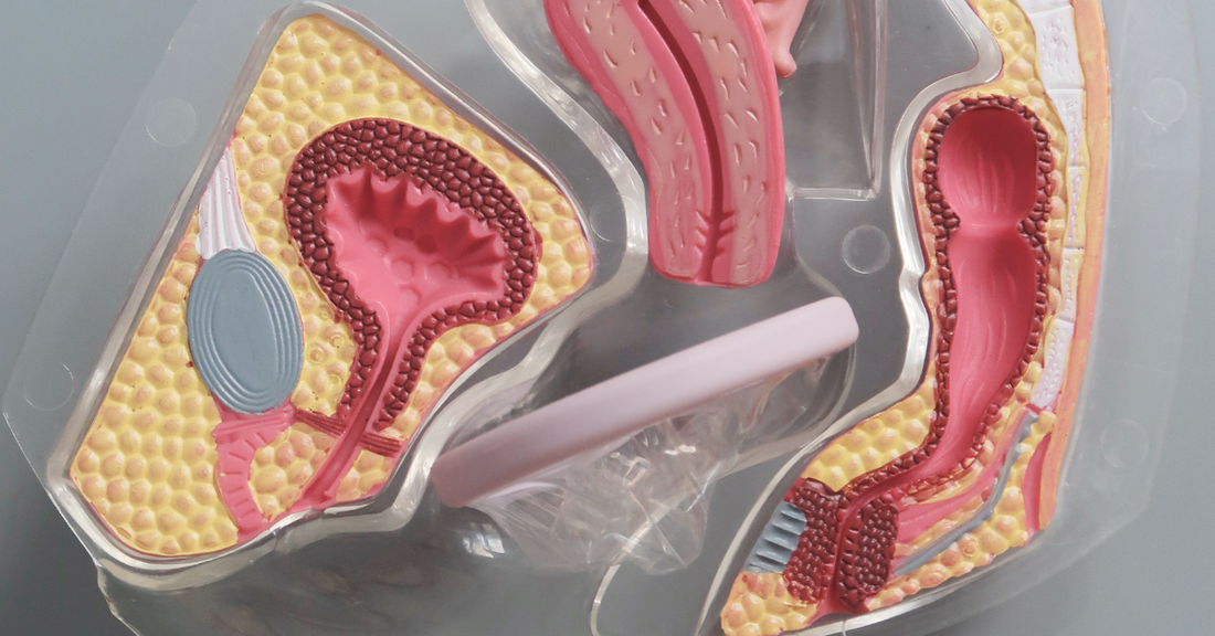 Why traditional period care failed Asian women—and the biometrical research behind our new technical white paper.